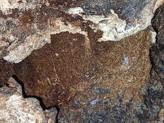 Laetiporus gilbertsonii