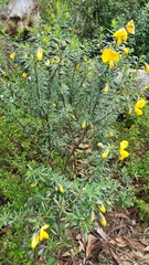Gompholobium latifolium