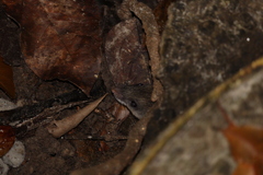 Rodentia