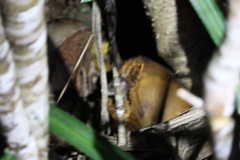 Rodentia