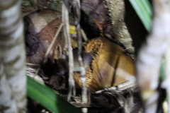 Rodentia