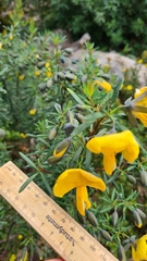 Gompholobium latifolium