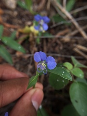 Commelina forskaolii