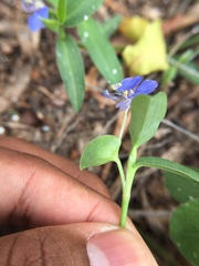 Commelina forskaolii