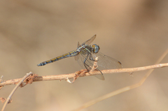 Orthetrum chrysostigma
