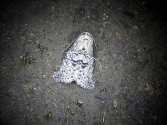 Bryophilina mollicula
