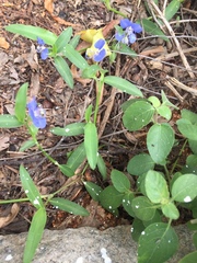 Commelina forskaolii