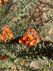 Dillwynia sericea