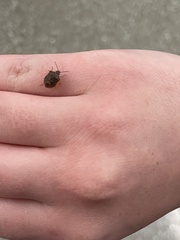 Dendrocoris humeralis