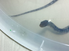 Coelognathus radiatus