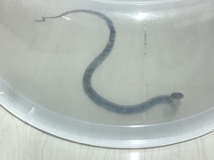 Coelognathus radiatus