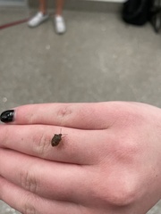 Dendrocoris humeralis