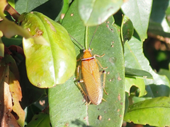 Ellipsidion humerale