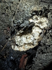 Laetiporus gilbertsonii