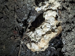 Laetiporus gilbertsonii