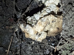 Laetiporus gilbertsonii