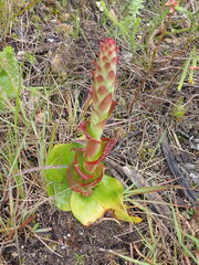 Satyrium acuminatum