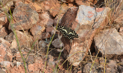 Papilio demodocus