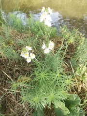 Linaria repens