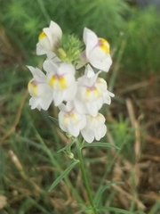 Linaria repens