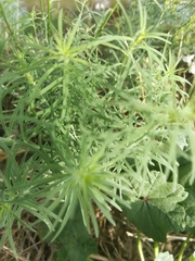 Linaria repens