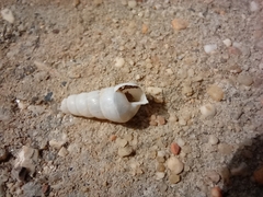 Turritellinella tricarinata