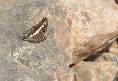 Charaxes hansali