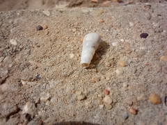 Turritellinella tricarinata