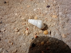 Turritellinella tricarinata