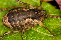 Oligolophinae