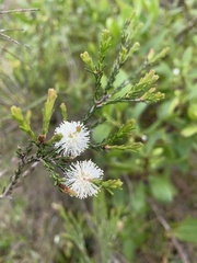 Melaleuca ericifolia