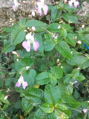 Impatiens balfourii