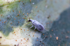 Coniopterygidae