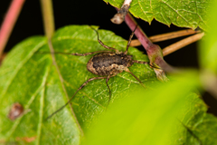 Oligolophinae