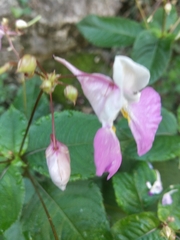 Impatiens balfourii