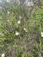 Melaleuca ericifolia
