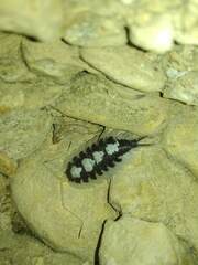 Porcellio succinctus
