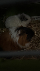 Cavia porcellus