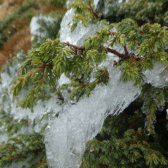 Juniperus communis