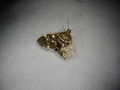 Piletocera sodalis