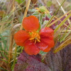 Geum coccineum