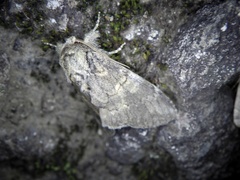 Peridea gigantea