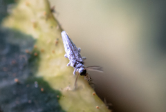 Coniopterygidae