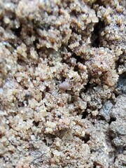 Myrmecophilidae