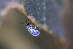 Coniopterygidae