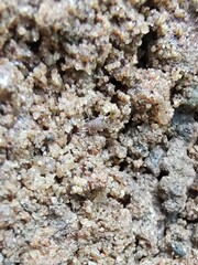 Myrmecophilidae