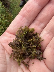 Schistidium crassipilum