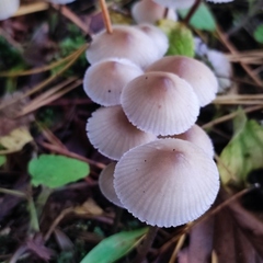 Mycena zephirus