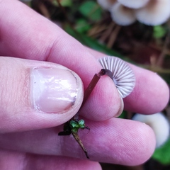 Mycena zephirus
