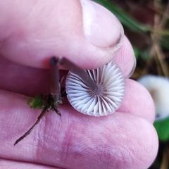 Mycena zephirus